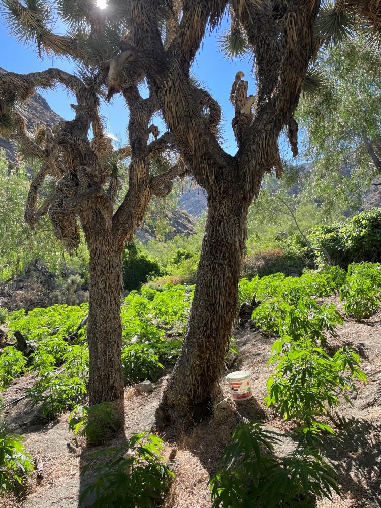Images/OCEO/News/Cannabis Program releases/Grow-site_SanBernardinoCounty.jpg